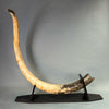 7’6" Woolly Mammoth Tusk