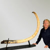 7’6" Woolly Mammoth Tusk