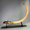 7’6" Woolly Mammoth Tusk