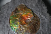 Iridescent Ammonite in Matrix, 11.25"
