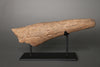 Triceratops Brow Horn - 18"