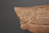 Triceratops Brow Horn - 18"