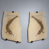Pair of Solnhofen Fish - Aspidorhynchus