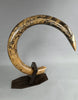 Woolly Mammoth Tusk - 69"