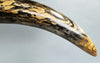 Woolly Mammoth Tusk - 69"
