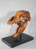 Fossil Cave Bear Skull, 18"