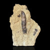 Rooted Allosaurus Tooth in Matrix