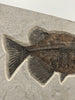 Fossil Fish, Phareodus testis