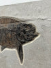 Fossil Fish, Phareodus testis