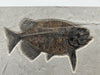 Fossil Fish, Phareodus testis