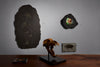 Jurassic Crinoid - 56.3"