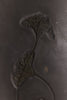 Jurassic Crinoid - 56.3"