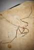 Pterosaur Skeleton, Solnhofen Limestone