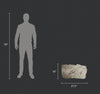 Marine Fossil Association Featuring 18” Guitar Ray
