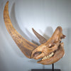 Woolly Rhino Skull