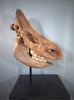 Woolly Rhino Skull