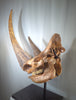 Woolly Rhino Skull