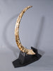 Woolly Mammoth Tusk - 48"
