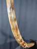 Woolly Mammoth Tusk - 44.5"