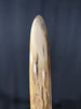 Woolly Mammoth Tusk - 44.5"