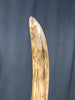 Woolly Mammoth Tusk - 44.5"