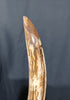 Woolly Mammoth Tusk - 23.5"