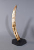 Woolly Mammoth Tusk - 23.5"