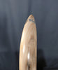 Woolly Mammoth Tusk - 20"