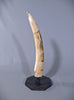 Woolly Mammoth Tusk - 20"