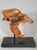 Fossil Cave Bear Skull, 18"