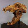 Fossil Cave Bear Skull, 19”