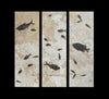 Monumental Fossil Fish Triptych, 80" x 78"