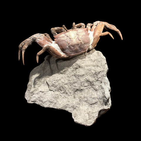 Fossil Crab, Macrophthalmus - 4.8 inches