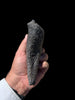Exceptional Sauropod Thumb Claw - 7.5”