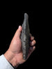 Exceptional Sauropod Thumb Claw - 7.5”