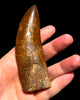 Exquisite Carcharodontosaurus Tooth - 4.64"