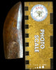 Exquisite Carcharodontosaurus Tooth - 4.64"