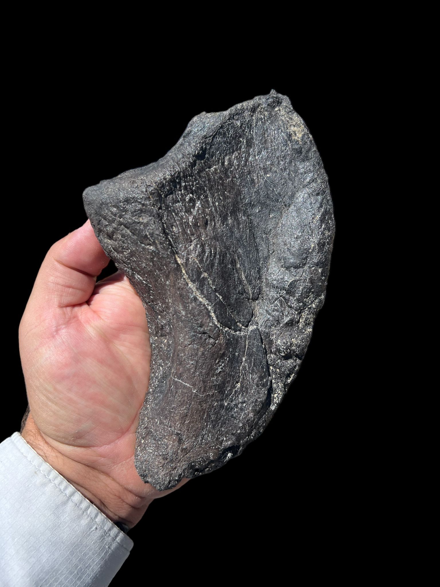 Megalodon Shark Tooth for Sale - 4.87 inches – Fossil Realm