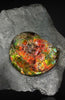 Iridescent Ammonite, 16"