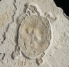 Rare Fossil Solnhofen Turtle for Sale 2