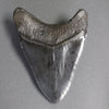 Superb Megalodon Shark Tooth - 6.0 inches