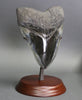 Polished Megalodon Tooth - 6.13"
