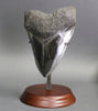Polished Megalodon Tooth - 6.13"