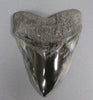Polished Megalodon Tooth - 6.13"