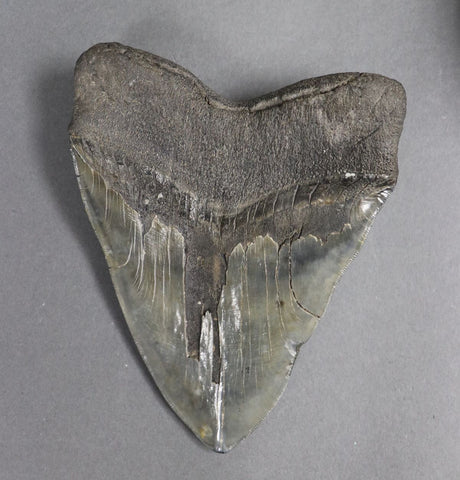 6 Inch Megalodon Tooth Replica – Big Fossil Giant Shark Tooth, USA Made, New