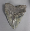 Polished Megalodon Tooth - 6.13"