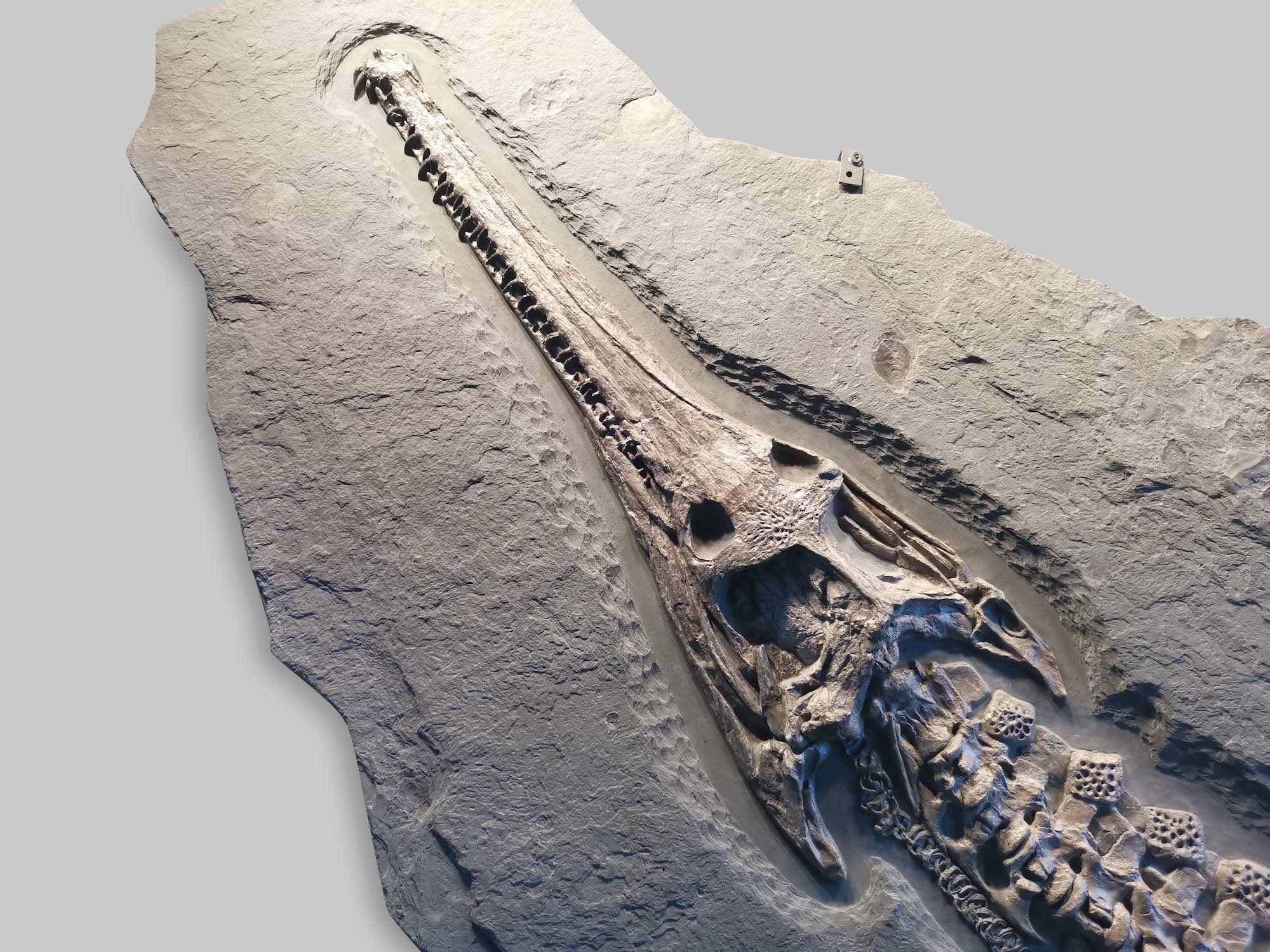 Fossil Crocodile for Sale - Huge Steneosaurus, Holzmaden – Fossil Realm