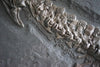 Fossil Crocodile for Sale - Steneosaurus bollensis from Holzmaden - 13.45 feet long - 4b - Neck Vertebrae and Tracheal Rings