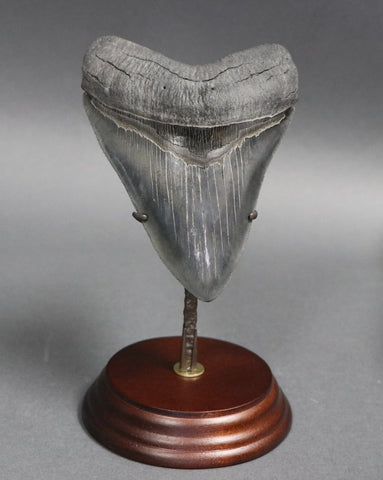 Impeccable Megalodon Tooth - 5.14 inches