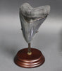 Impeccable Megalodon Tooth - 5.14 inches